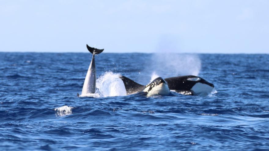 Impresionante avistamiento de orcas en Canarias