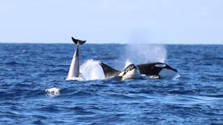 Impresionante avistamiento de orcas en Canarias: "Es la segunda vez en veinte años que tenemos este encuentro"