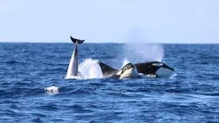 Impresionante avistamiento de orcas en Canarias: "Es la segunda vez en veinte años que tenemos este encuentro"