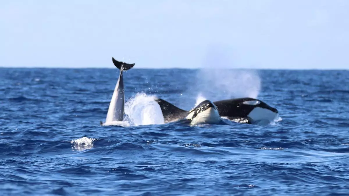 El mágico encuentro de unos pescadores con un grupo de orcas en Fuerteventura