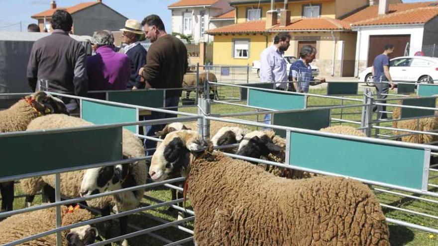 Celebración de la feria de ganado en Carbajales de Alba.