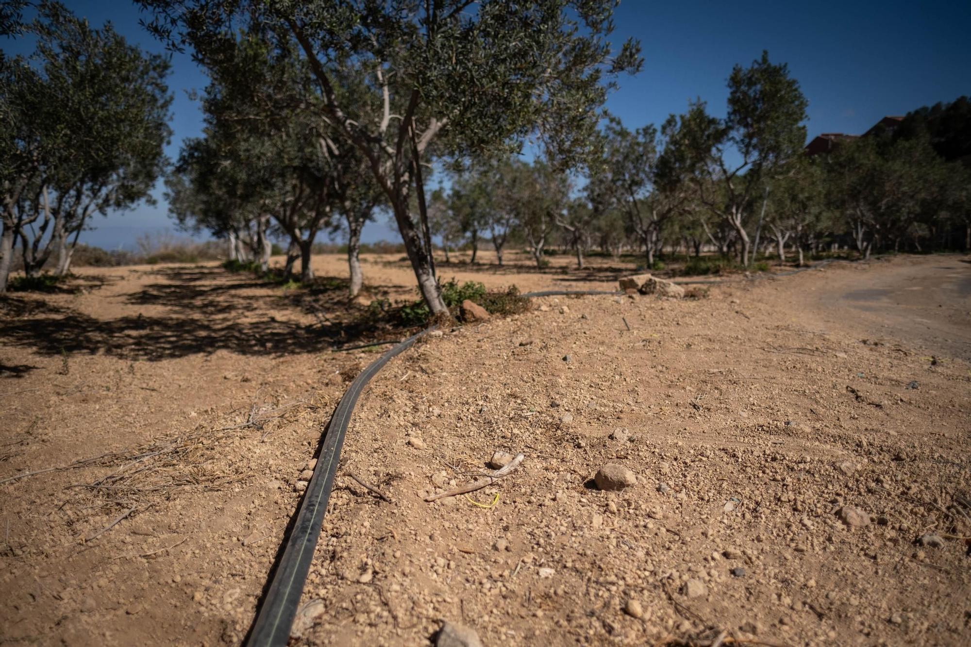 Manuel Marrero. agricultor afectado por la sequía