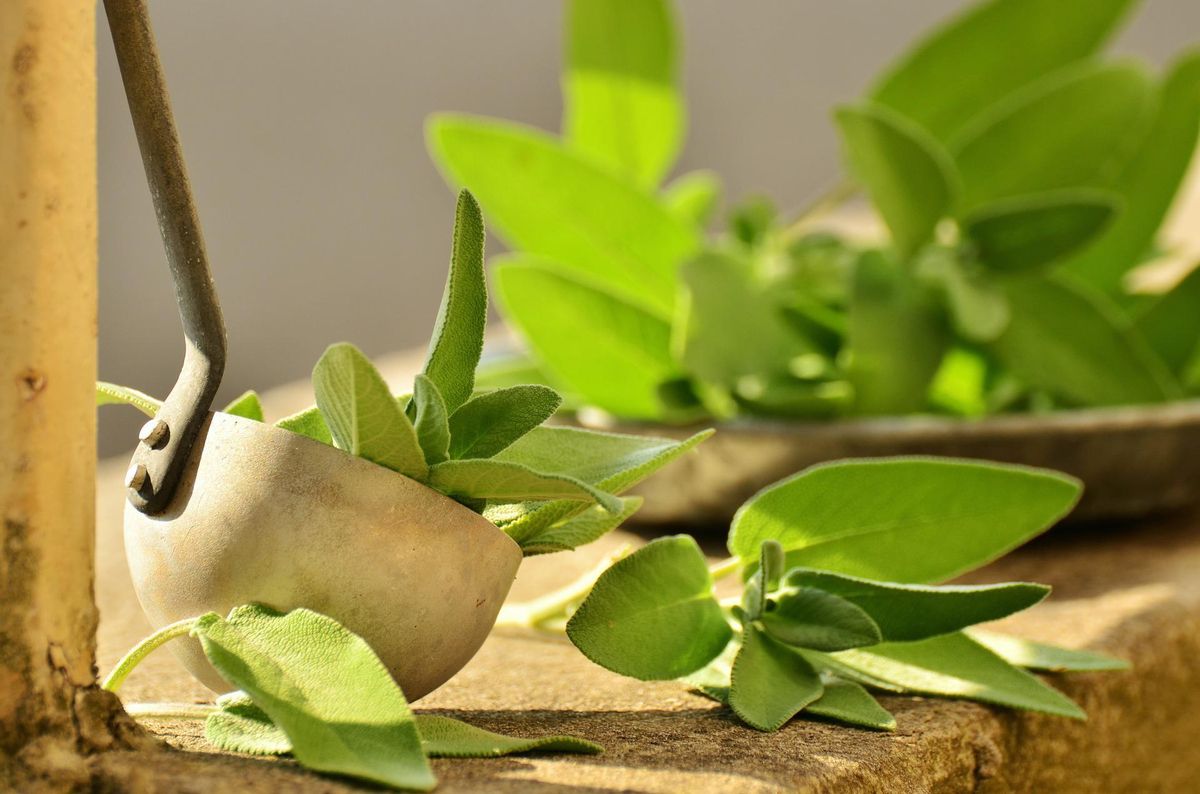 La salvia es una planta de interior antimosquitos.
