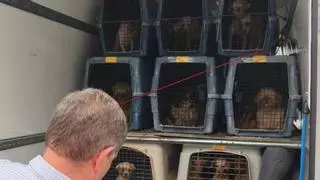 Lesiones en los ojos, sarro y problemas cardiacos: las dolencias de los perros incautados en el criadero de Gijón