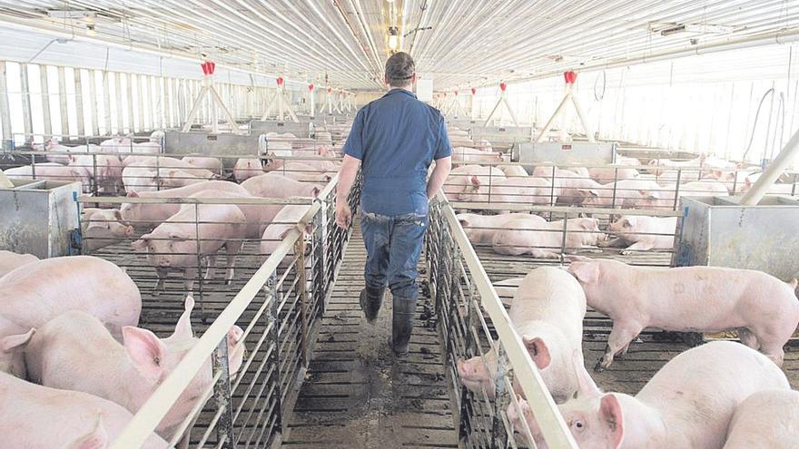 Greenpeace alerta del aumento de macrogranjas porcinas en Extremadura