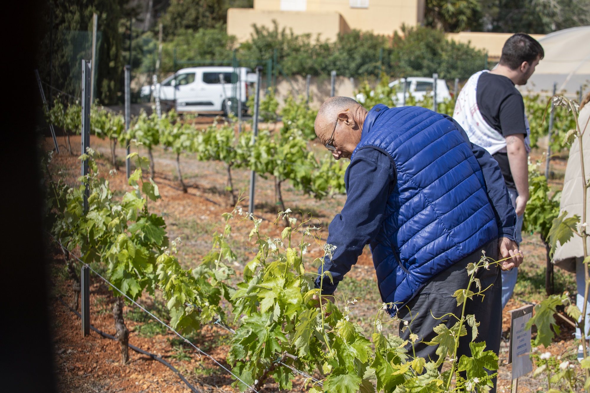 Los guardianes del legado vegetal de Ibiza