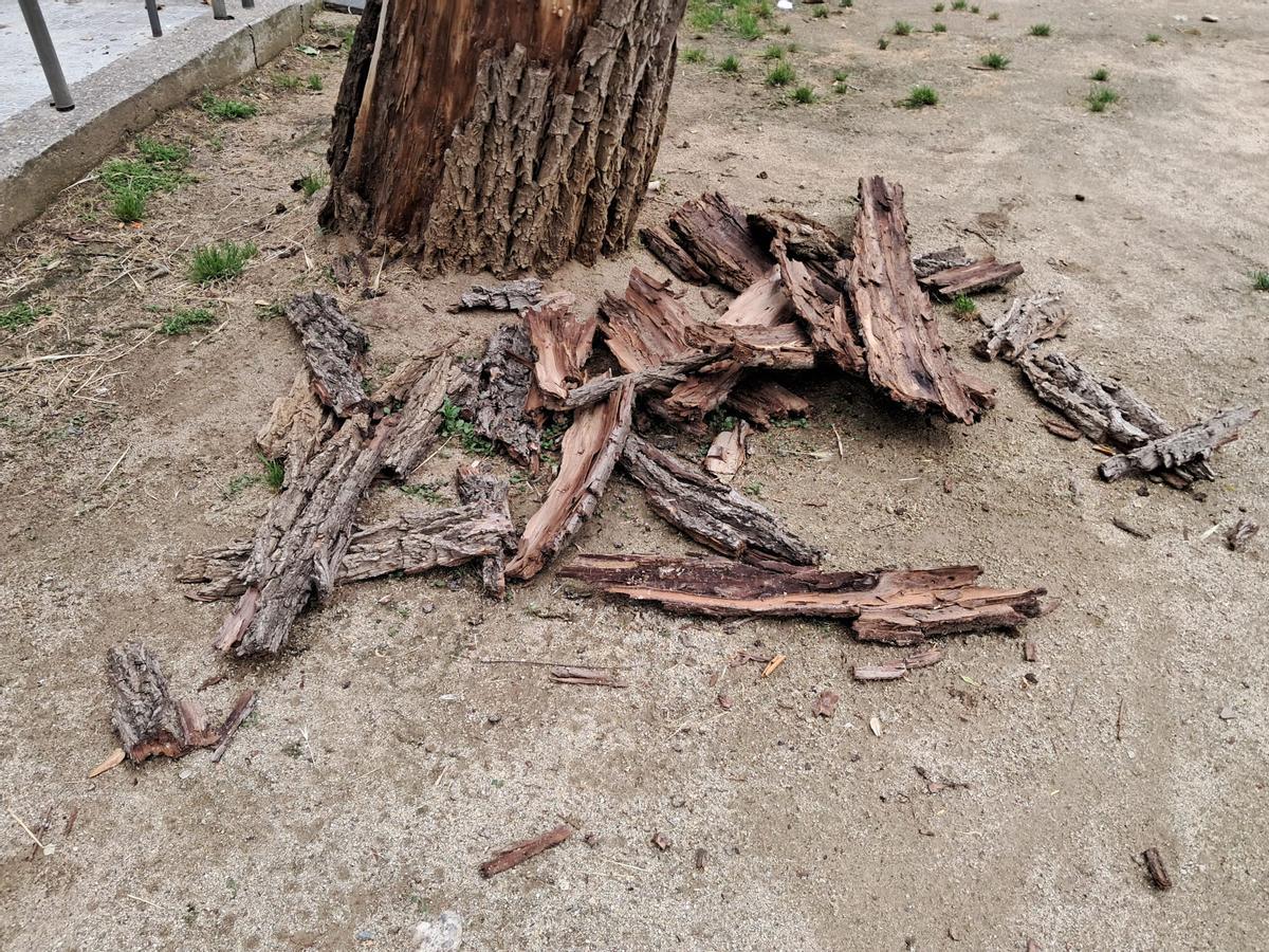 La soca que es va desprendre de l'arbre de cop
