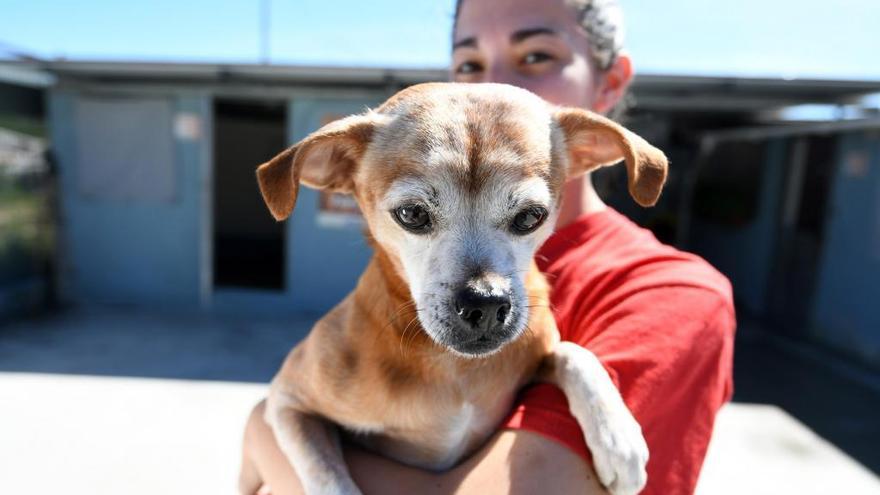 Uno de los perros de la protectora Os Palleiros de Pontevedra.