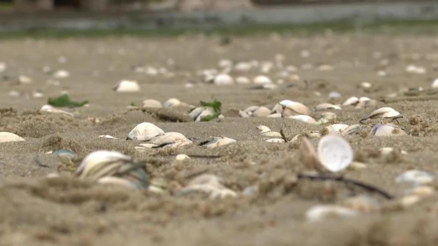 El agua dulce disminuye la salinidad de la ría y ahoga el marisco en Galicia