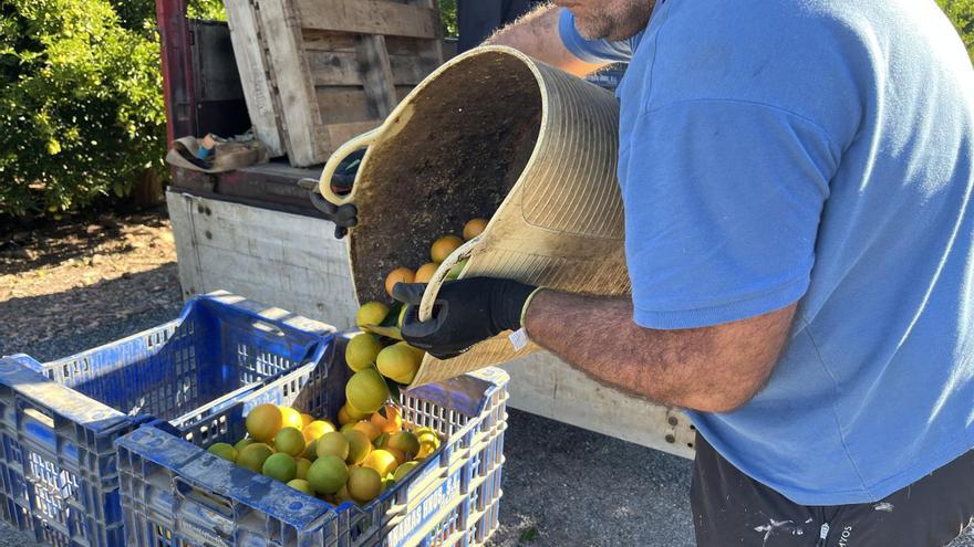 Clementinas al mismo precio que en Alemania o Suiza con sueldos de España