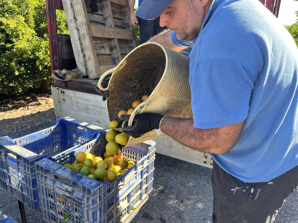 En plena campaña citrícola advierten sobre la gestión de los precios de la fruta en los supermercados.