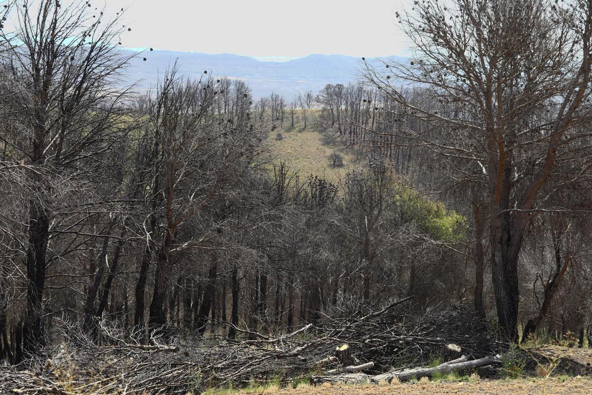 En imágenes | Así está Ateca un año después del incendio forestal que afectó a 14.000 hectáreas En imágenes | Así está Ateca un año después del incendio forestal que afectó a 14.000 hectáreas
