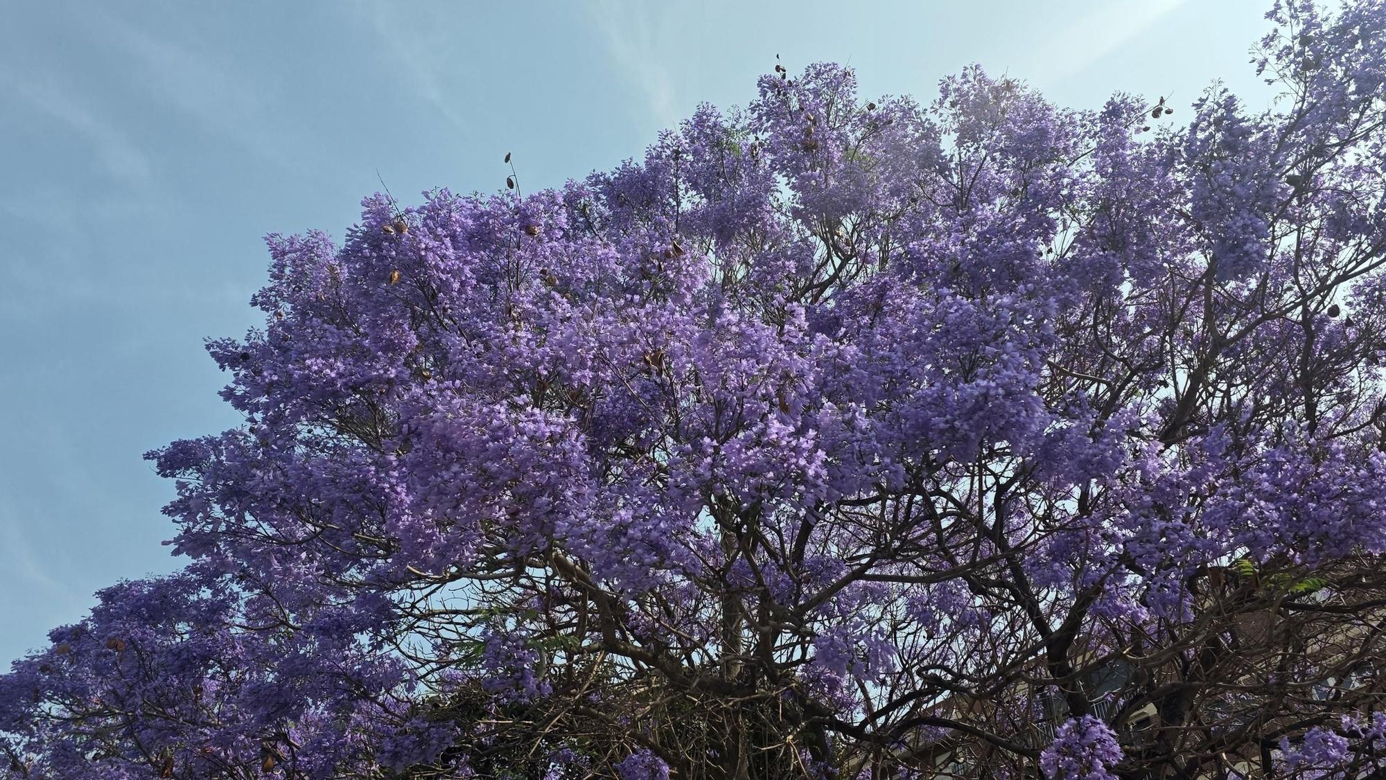Jacarandas en la ciudad de València