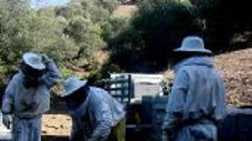 La Junta abre el plazo de las subvenciones para la apicultura