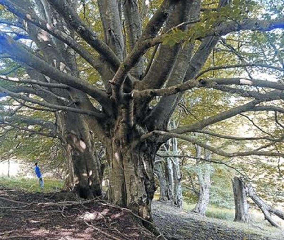 Dos dels faigs centenaris dels Graus, a Ripoll, amb troncs que superen el metre de diàmetre.