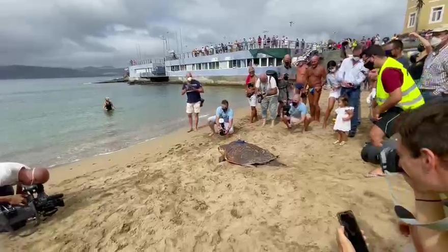 La tortuga &#039;Machote&#039; regresa al mar