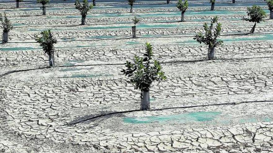 La falta de agua en cantidad y calidad sacude a los cultivos. | INFORMACIÓN
