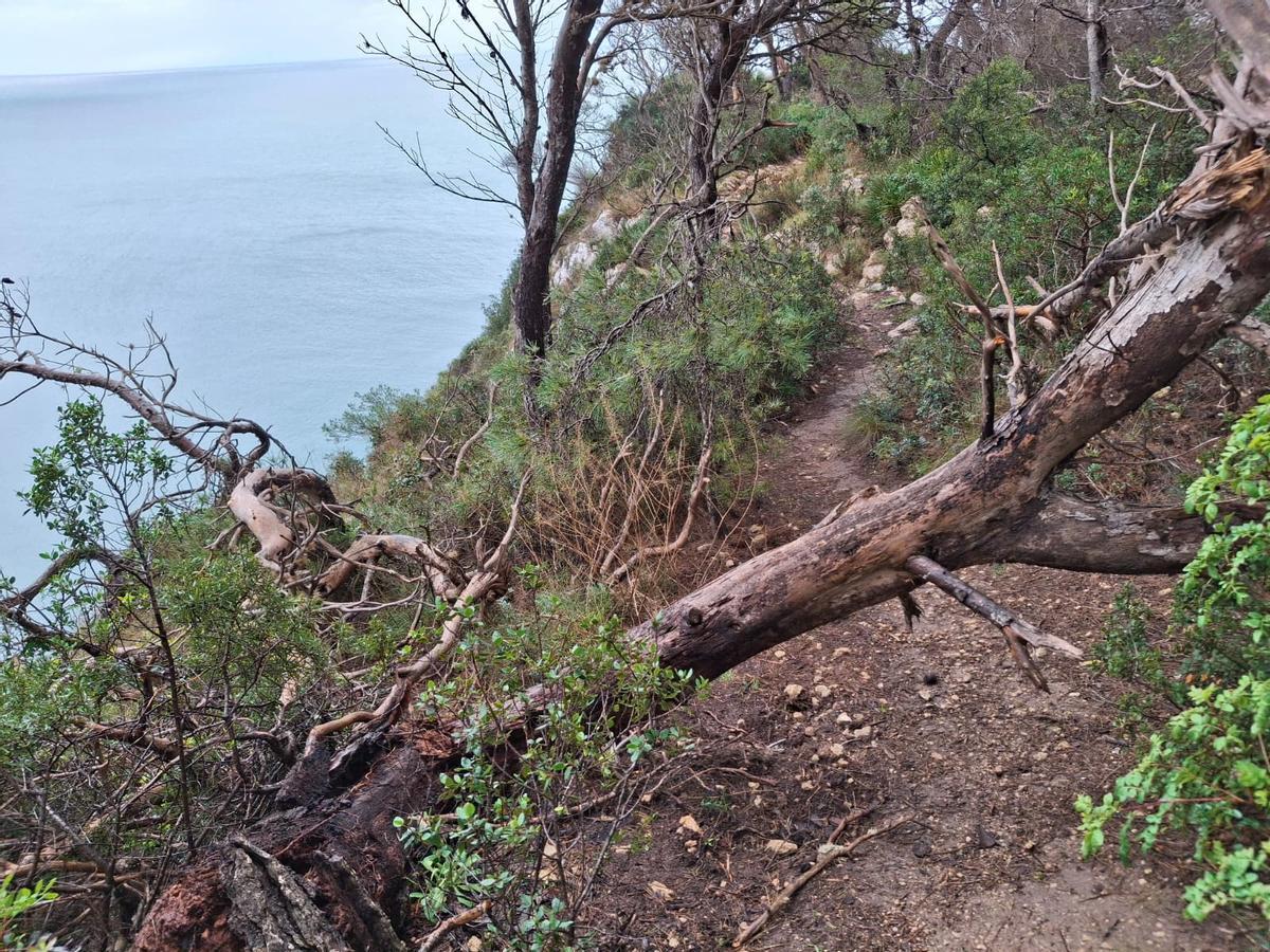Un pino caído bloquea una senda de la Falzia, en Xàbia