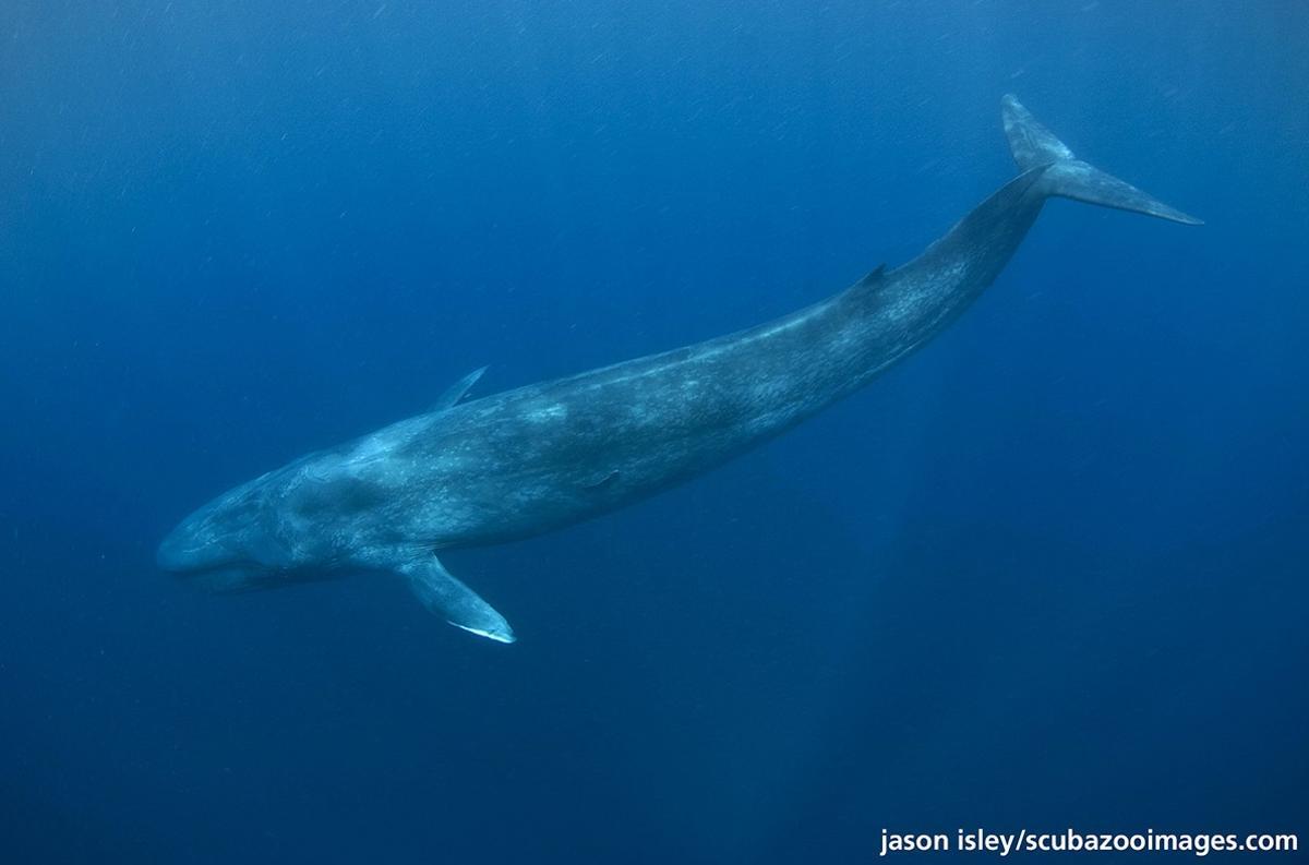 La ballena azul, el animal más grande de la Tierra, regresa a Galicia