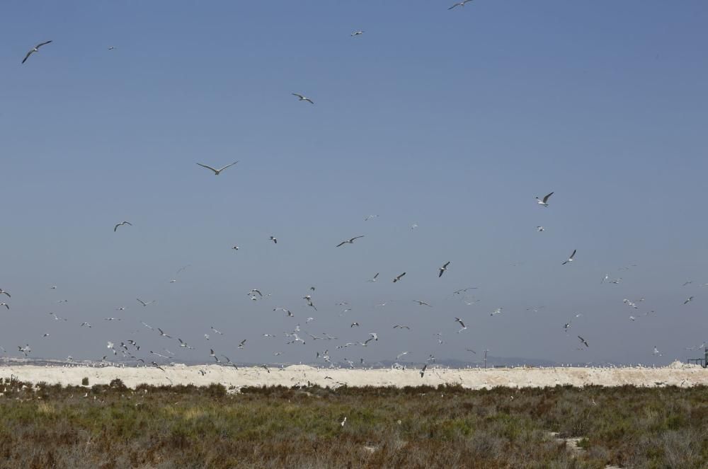 El Ayuntamiento de Torrevieja y la Conselleria de Medio Ambiente realizaron el anillamiento anual de la colonia de gaviotas establecida en el saladar de la laguna de Torrevieja con la ayuda de 30 volu