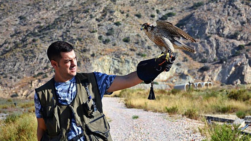 Para Navarro estas aves son «mis compañeros de trabajo».