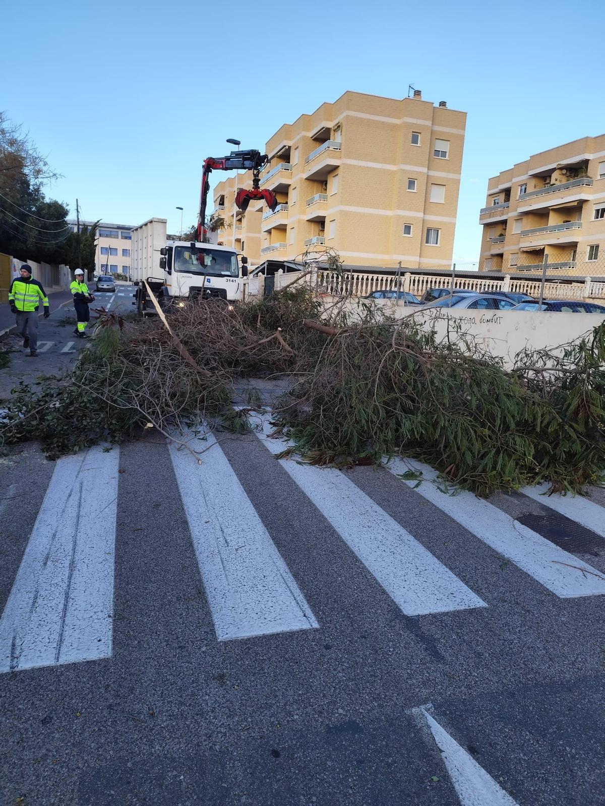 Retirada de los troncos y ramas del árbol junto al colegio Nuestra Señora del Rosario Retirada de los troncos y ramas del árbol junto al colegio Nuestra Señora del Rosario