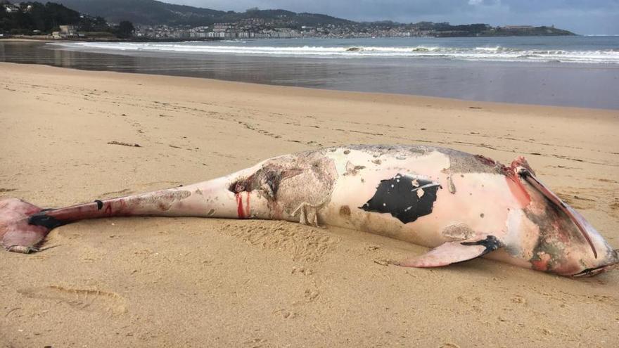 El animal muerto en la playa. // FdV