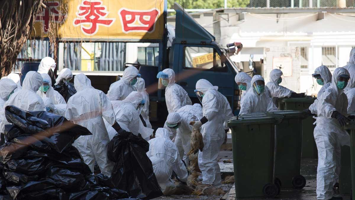 Operarios protegidos con trajes retiran aves sacrificadas tras dar positivo en gripe aviar en un mercado del barrio de Cheung Sha Wan, en Hong Kong (China).