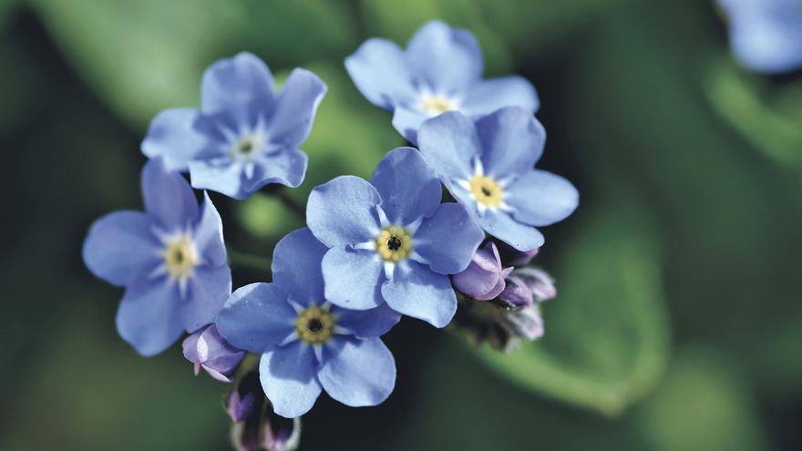 La flor azul más vistosa y fácil de cuidar para decorar tu hogar