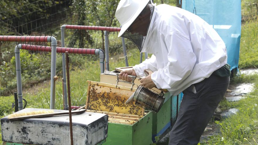 El zumbido de las abejas desde el apiario del Monte Deva