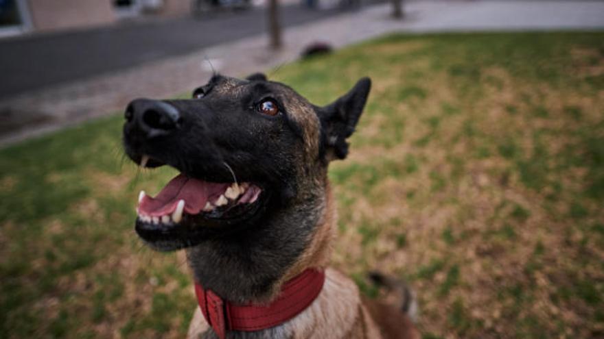 Un perro de la raza pastor belga mira contento a la cámara.