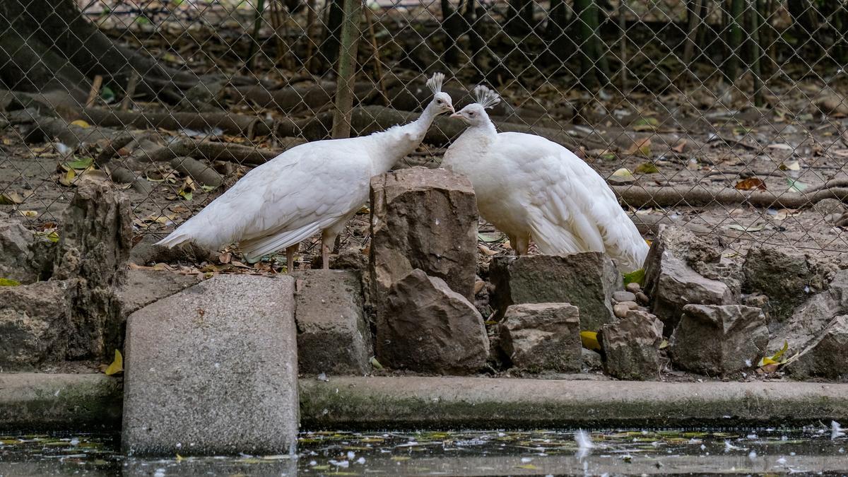 Dos de las nuevas pavas blancas en Castelar.