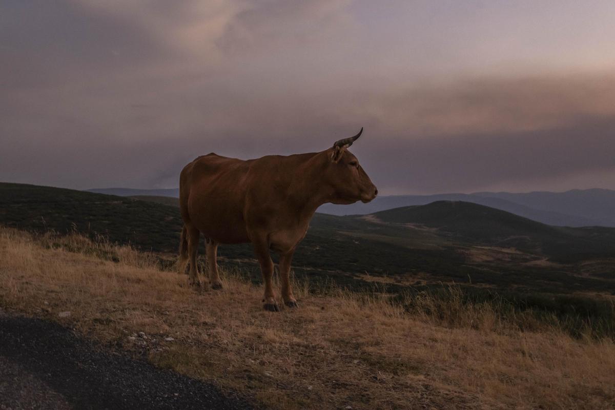 Estado del incendio de Chandrexa de Queixa el sábado 10 por la noche, cuando llevaba arrasadas más de 800 hectáreas