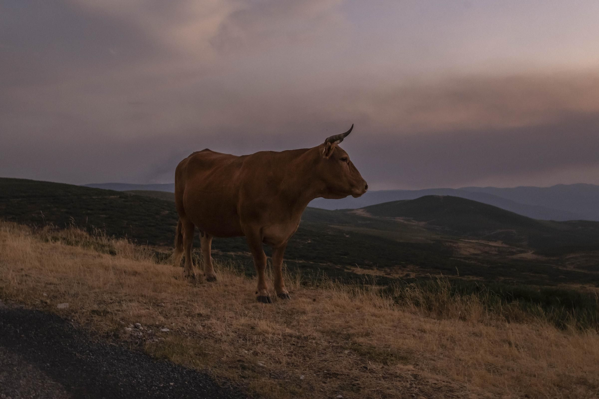 Estado del incendio de Chandrexa de Queixa el sábado 10 por la noche, cuando llevaba arrasadas más de 800 hectáreas