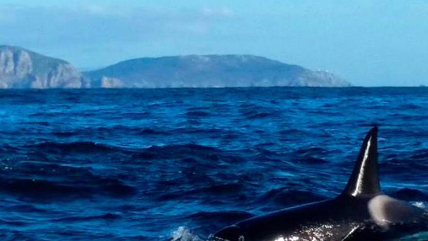 Y de repente... ¡orcas en Galicia!