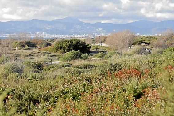 In Es Carnatge, dem letzten unverbauten Küstenabschnitt Palmas, aasten einst die Geier. Nun soll hier ein Park entstehen.