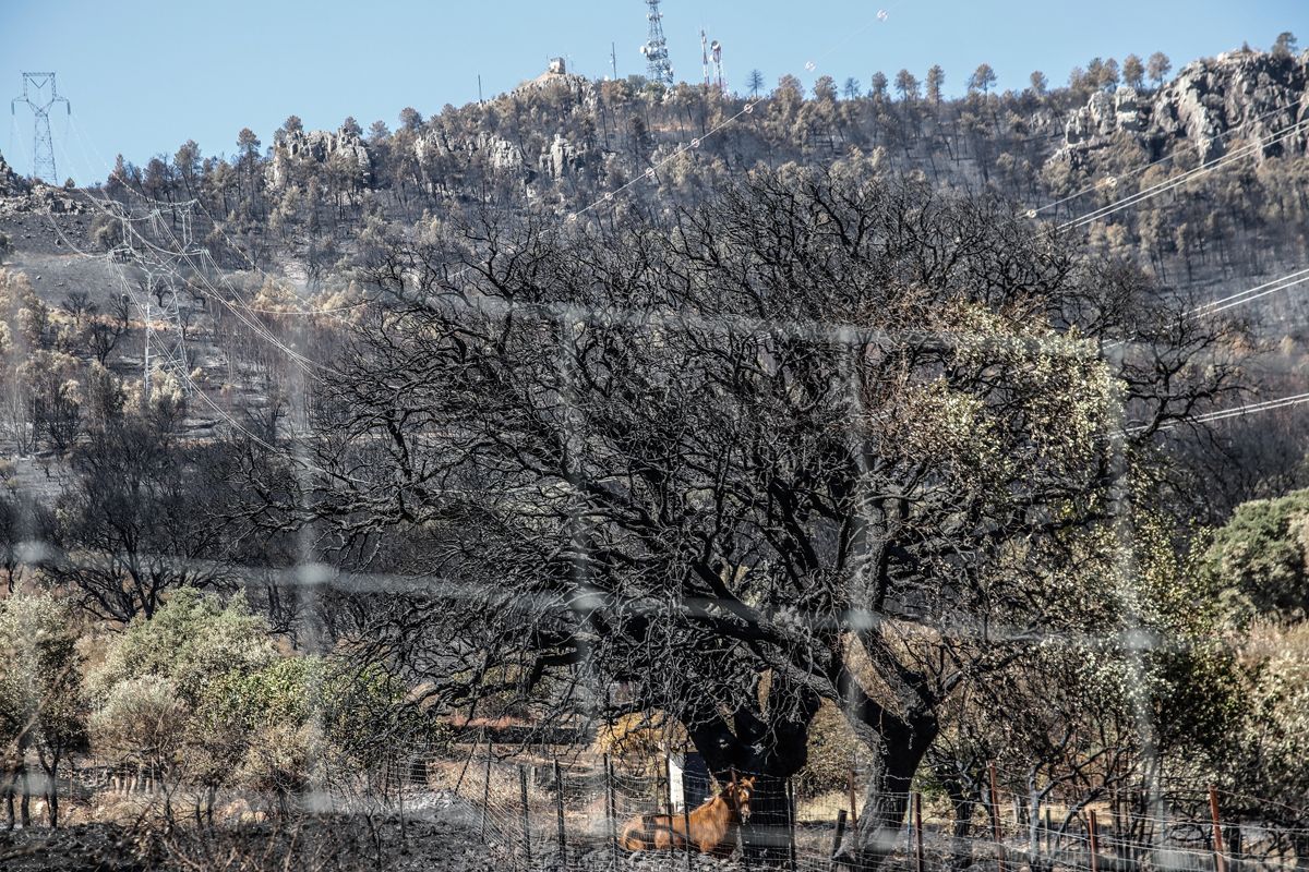 Así quedó la zona de Casas de Miravete y Monfragüe tras el incendio