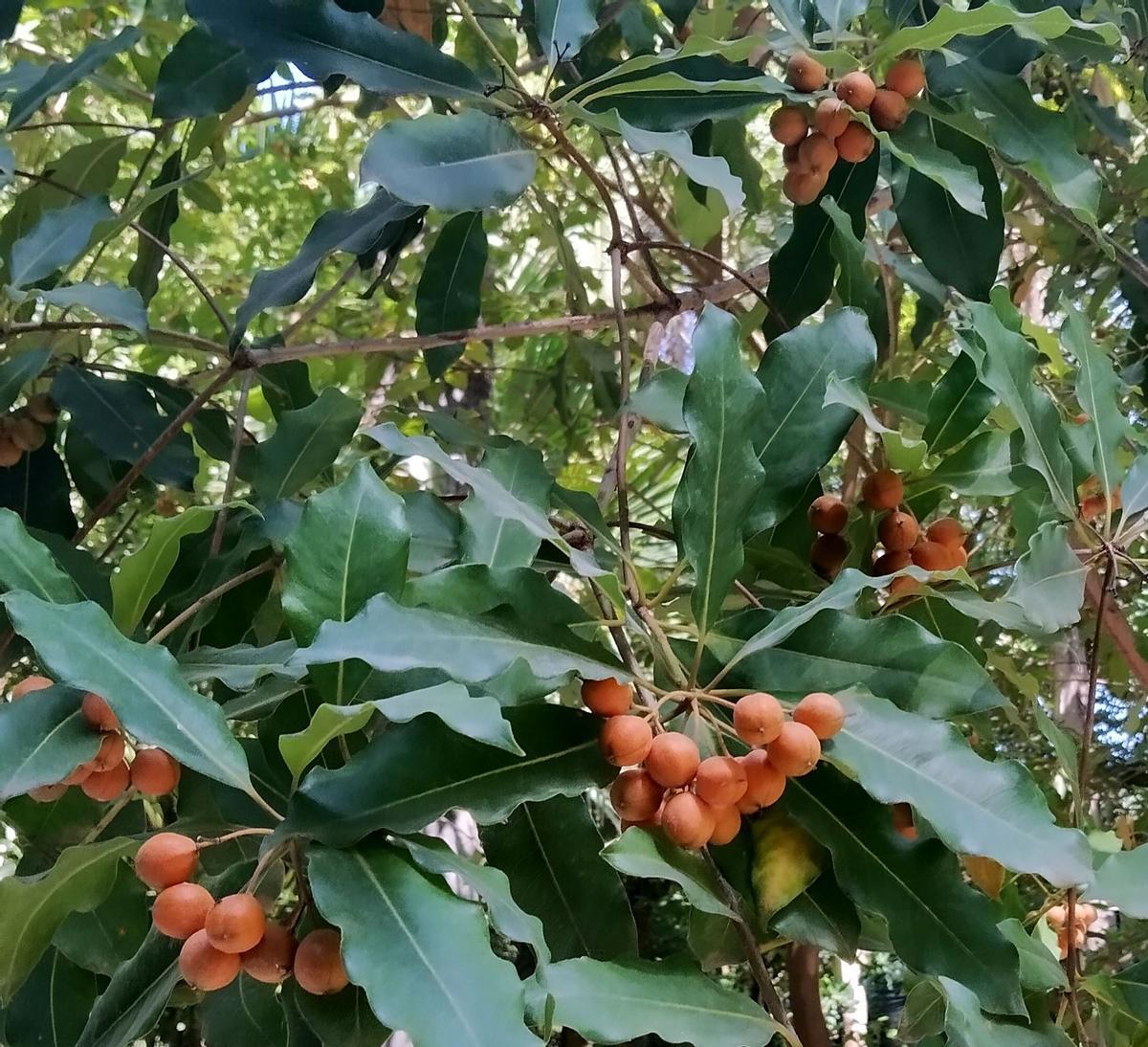 Pittosporum undulatum.