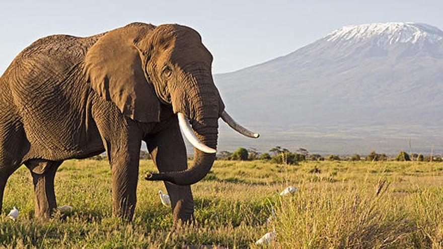 Un elefante, con el Kilimanjaro al fondo.