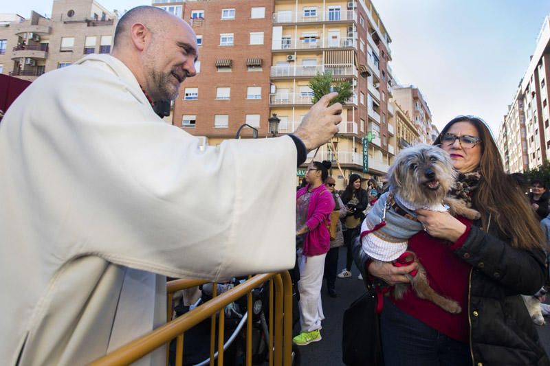 Bendición de animales por Sant Antoni del Porquet