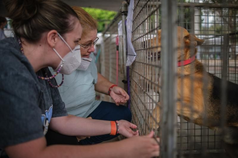 Acogida de animales afectados por la erupción del volcán de La Palma