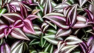 La planta de hojas moradas que crece en maceta y queda ideal en estanterías: necesita pocos cuidados