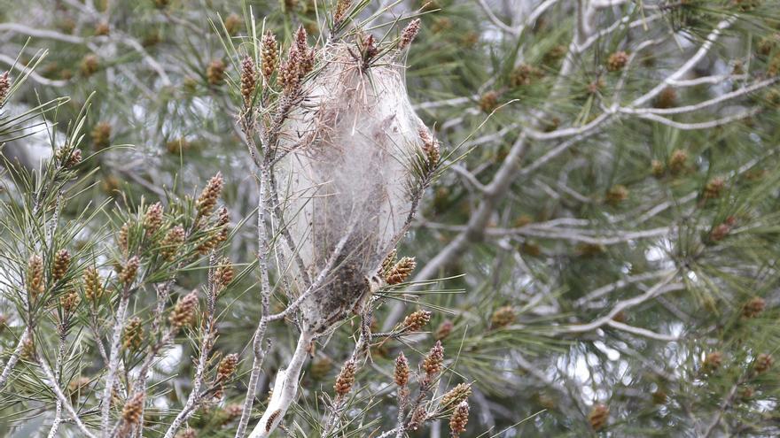 La plaga de la procesionaria se extiende por la sierra ribereña