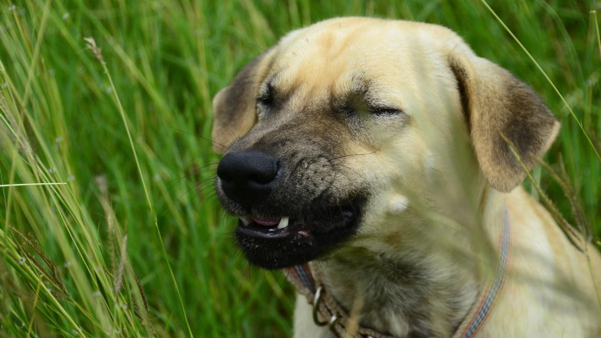 MASCOTAS: Los motivos por los que tu perro estornuda (no es porque está  resfriado)