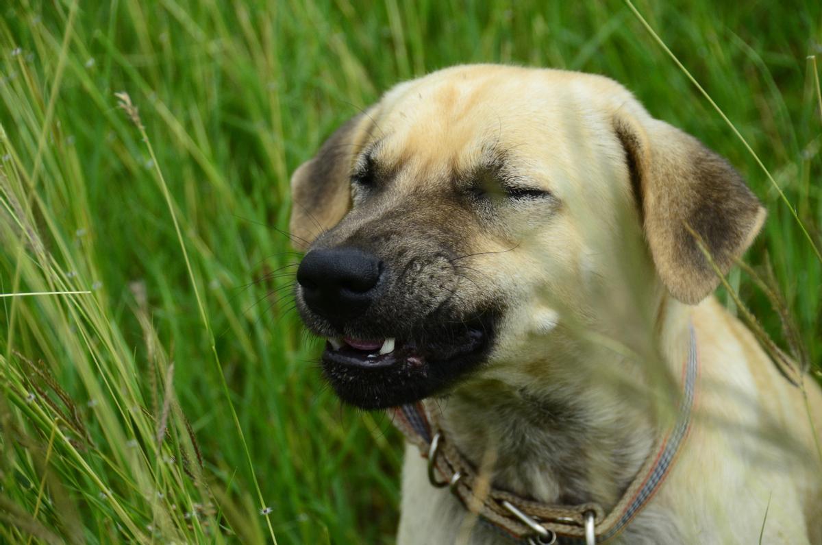 Las razones por las que los perros estornudan.