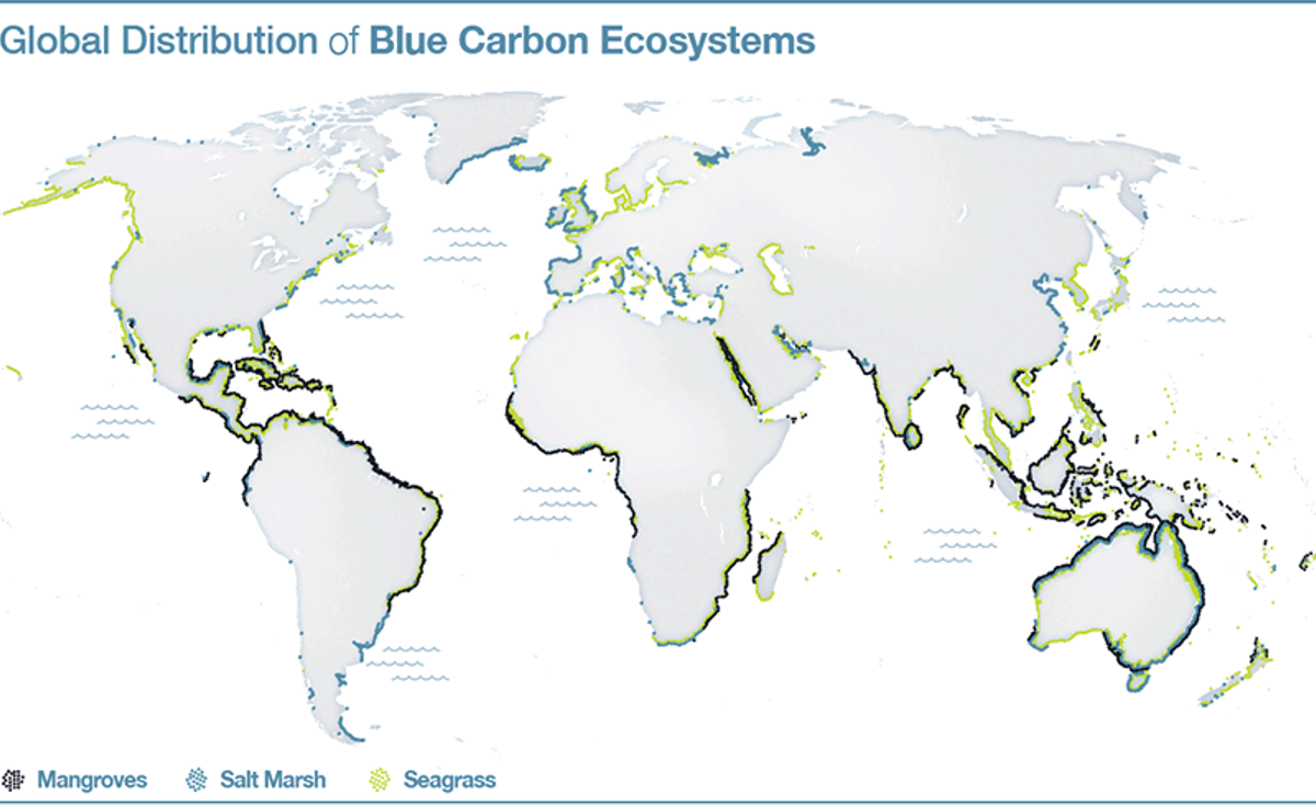 ¿Qué es el ‘carbono azul’ y por qué es tan importante?