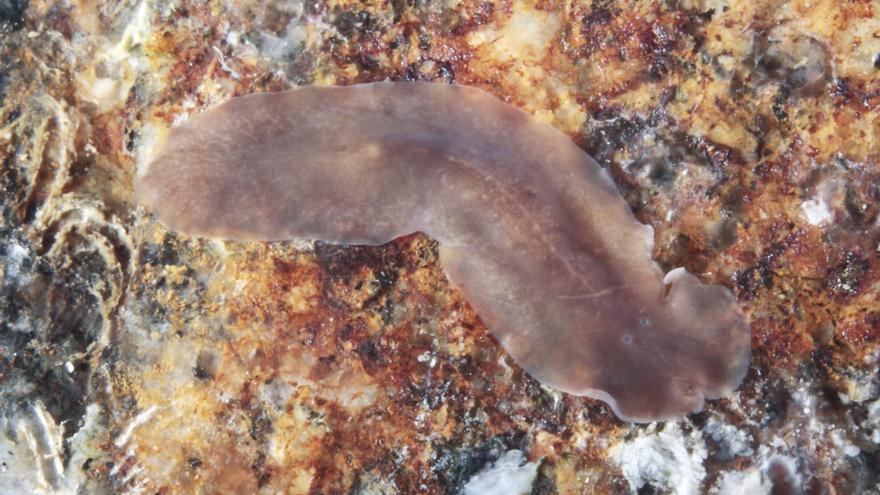 Gusanos planos, babosas gigantes... Estas son las ocho especies marinas descubiertas en la ría de Arousa