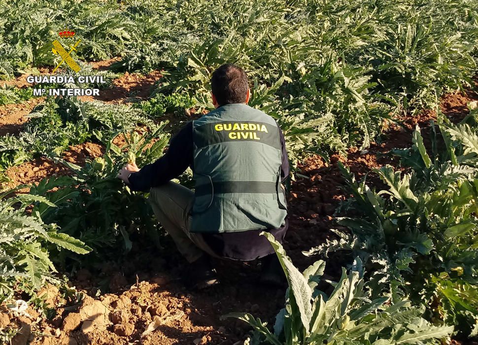 Los ladrones de alcachofa de Torre Pacheco, detenidos