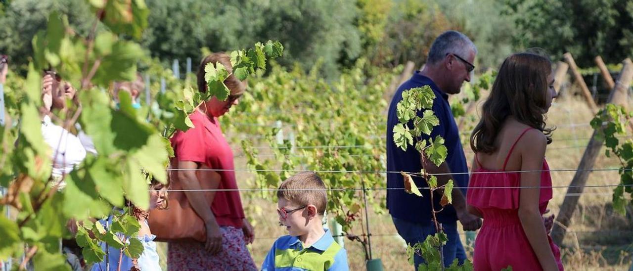 Un grupo de turistas visita el viñedo ecológico con el que cuenta Bodegas Robles junto a sus instalaciones de Montilla.