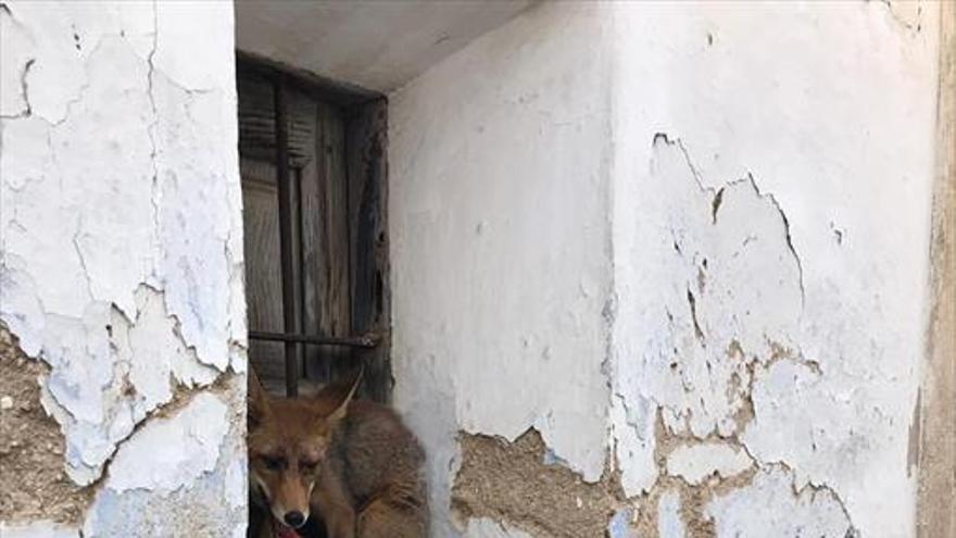 «Oye Luis, ven que hay una zorra en la ventana»